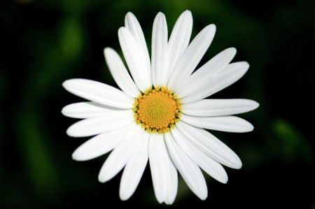 White Flower