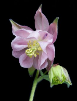Aquilegia