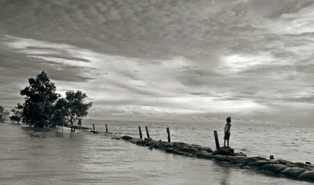 Pohon Manggrove