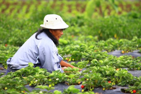 Strawberry Harvester