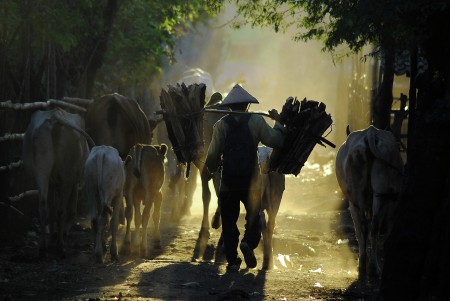 Cow sepherd