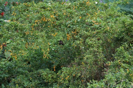 Luscious Berries