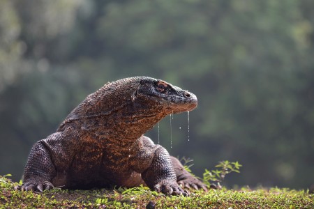 Air liur Komodo