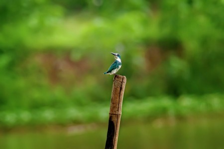 Nongkrong