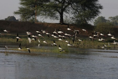 Evening in Enjoying Birds