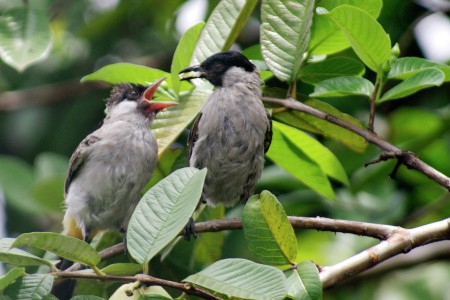 waktu makan