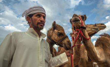 Arab Sheperd