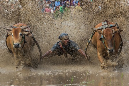 Ready to Take Off (Pacu Jawi)