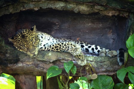 Taking a Nap