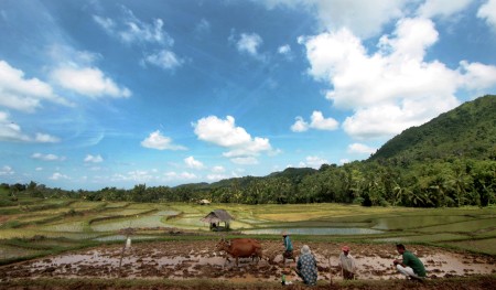 Sawah Padi