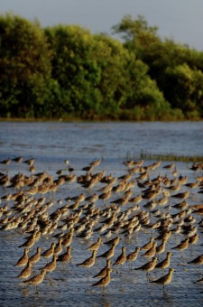 Migratory birds
