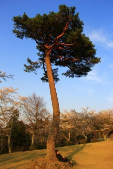 Big Tree with Small People