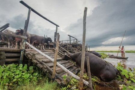 Eksotika Kerbau Rawa
