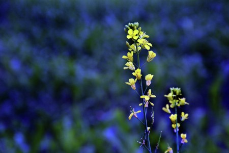MEDICENAL PLANT