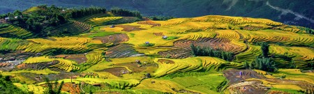 MÃ¹a lÃºa chÃ­n