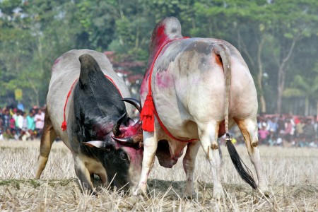Traditional culture