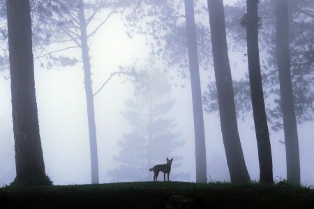 Mist