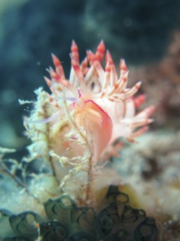 Flabellina Bilas