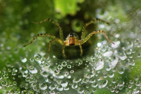 grass spider