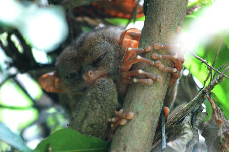 Sleepy Tarsier