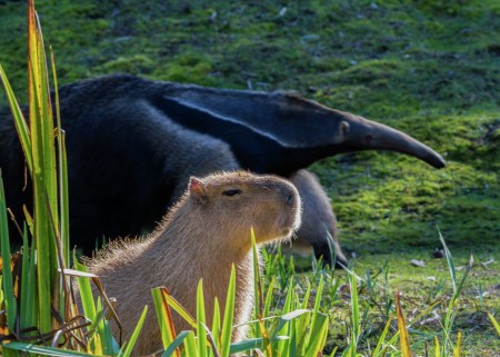 A Capybara Sunbathing while a Giant Anteater is Wandering