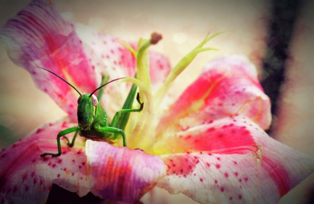Say hi to Mr. Grasshopper!
