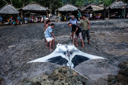 The Manta