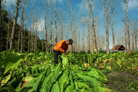 Petani Tembakau