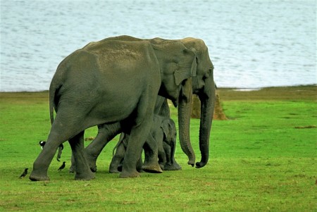 Safe walk for the calf_P.Karunakaran
