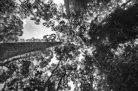 canopy