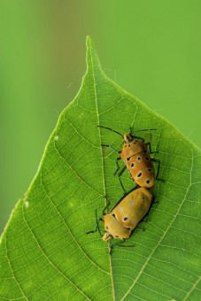 mating bug