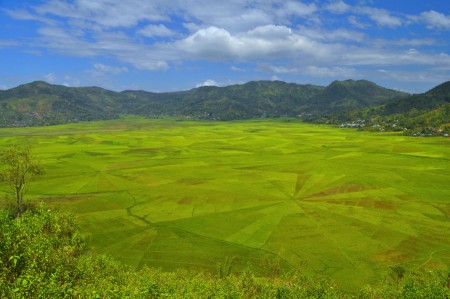 The Beauty of Padi Field