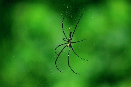 Life of Spider