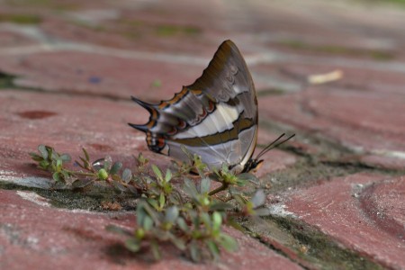 The Hiding Butterfly