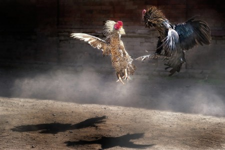 Born to Fight