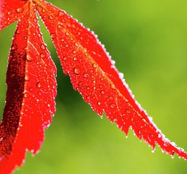 Maple Fresh