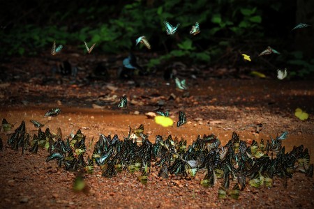 forest butterflies