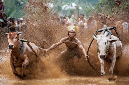 Pacu Jawi