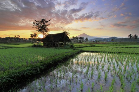 Paddy Field