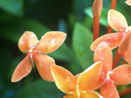 a flower rain