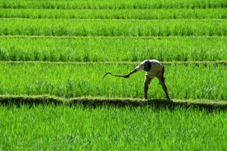 merapikan sawah