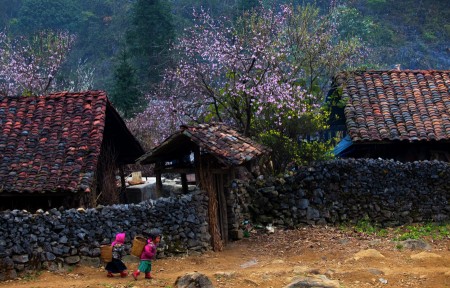 Spring in Ha Giang