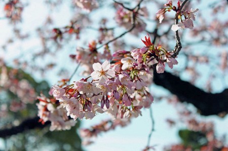 Sakura flower