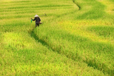 return harvest