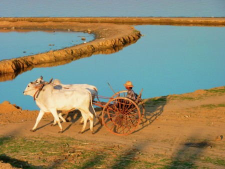Kereta Lembu Myanmar