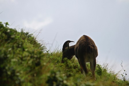 Nilgiri Tahr