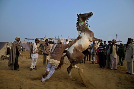 Horse Power