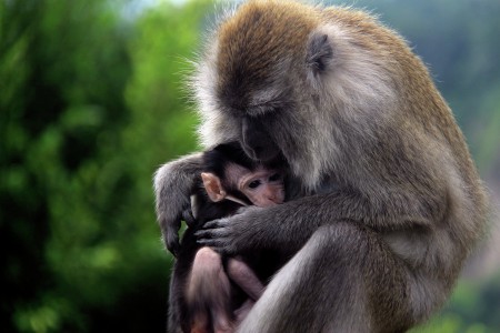 Monkey