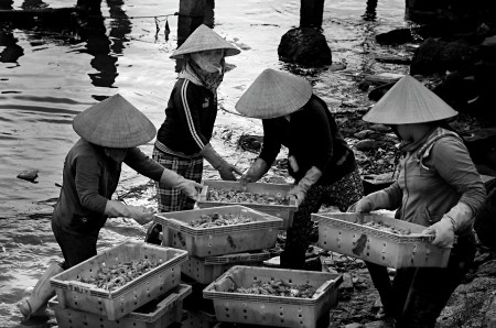 Shrimp washing