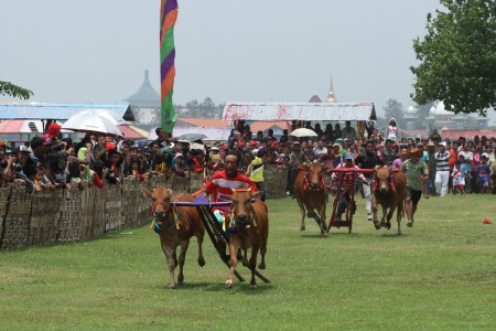 karapan sapi